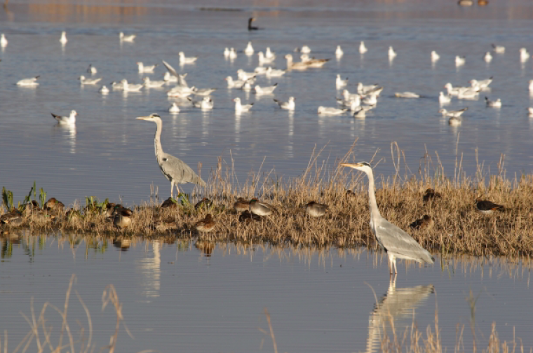 Aus al Delta del Llobregat