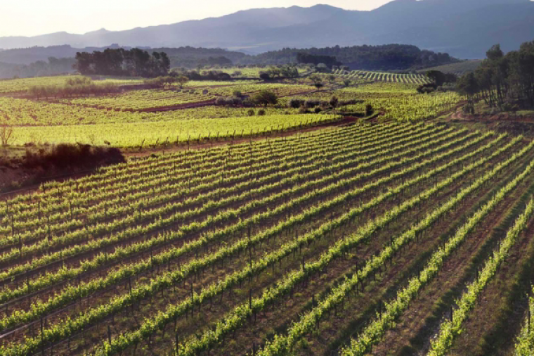 Vinyes de Sant Sadurní d'Anoia