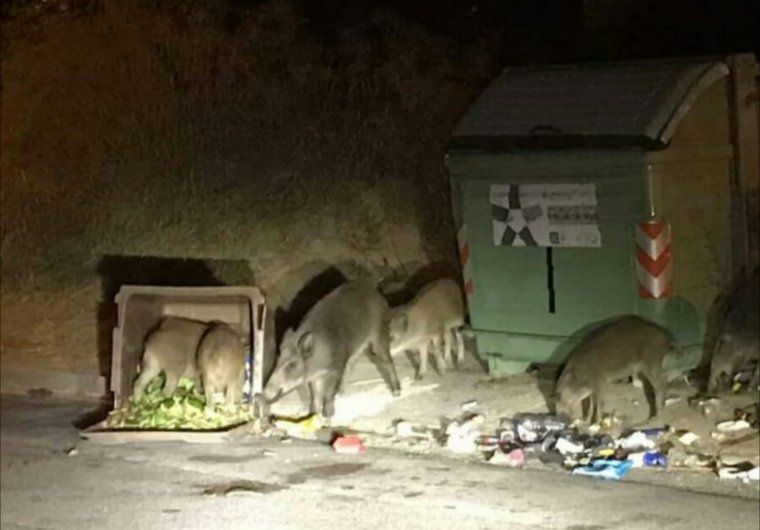 Senglars menjant a les nits als contenidors d'orgànica