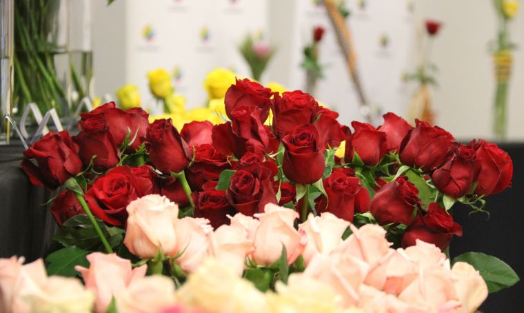 Roses vermelles i roses