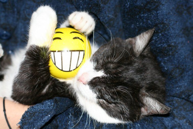 Adopta la Mérida a Rodamons de Rubí