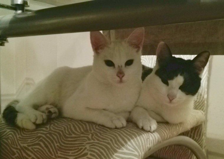 Gats en adopció a Rodamons de Rubí