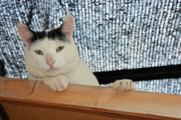 El Doby, un dolç gatet d'ulls verds