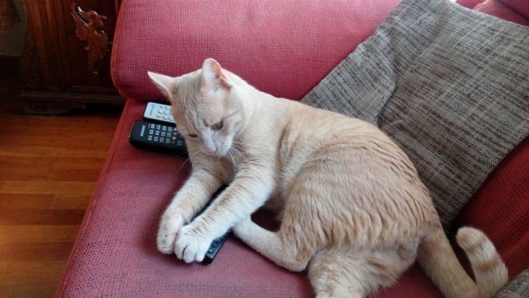 Rudolph el gat "antigats"