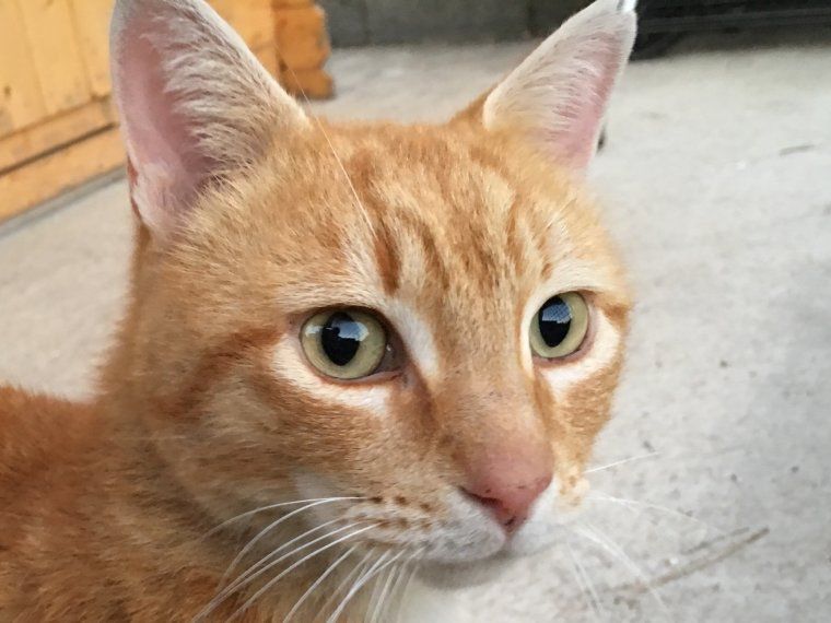 Amigo, un cregut sobradament guapo Amigo, un cregut sobradament guapo