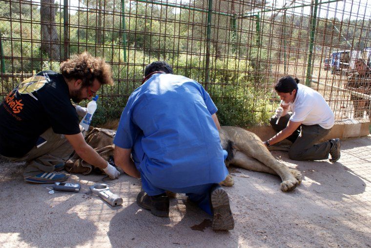 Veterinaris