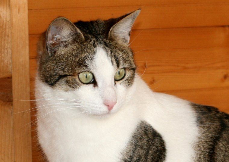 Pompeu ha estat adoptat aquesta setmana després d'un anys a Rodamons de Rubí