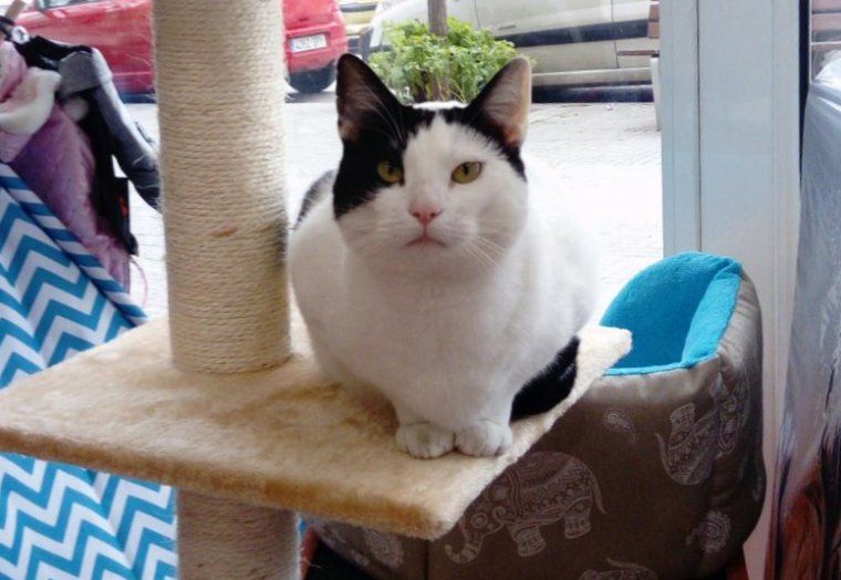 La Mer és una gata jove i juganera que està en adopció a Rodamons de Rubí La Mer és una gata jove i juganera que està en adopció a Rodamons de Rubí