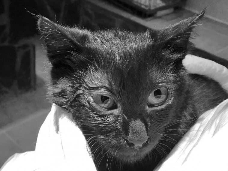 El José és un gat que està en adopció en Rodamons Rubí