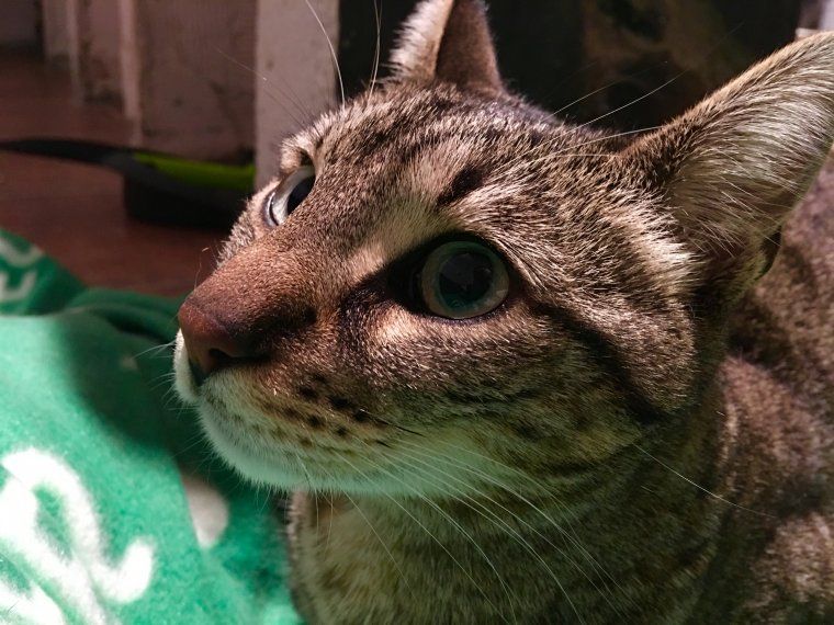 El gatet Nemur El gatet Nemur