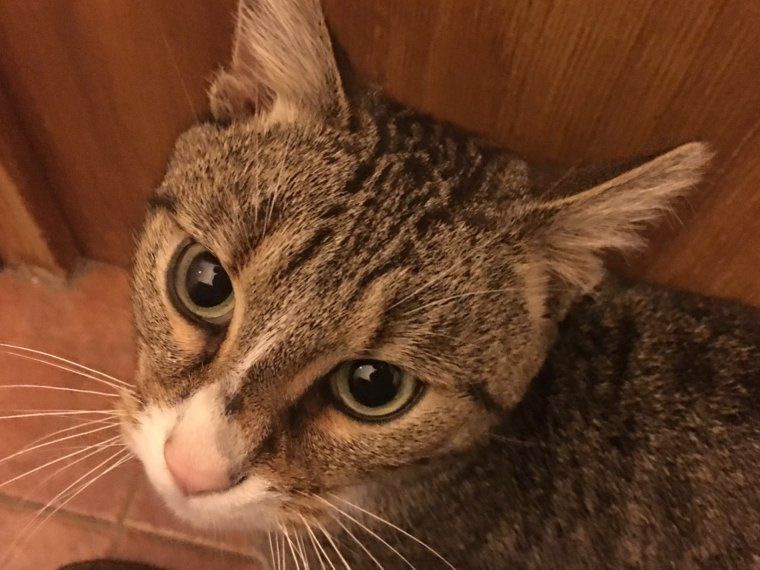 La mirada felina de l'Ares