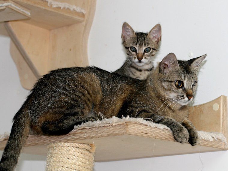 La Mika, o la dolçar en forma de gata