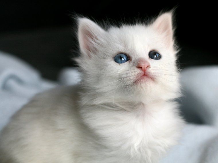 Rodamons de Rubí té més de 60 cadells esperant ser adoptats