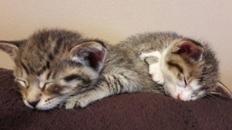 A la Shakira i al Piqué els hi agrada molt estar amb persones