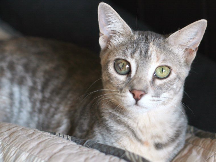 La Llumeta necessite cures cròniques a causa de la tensió alta del seu ull dret