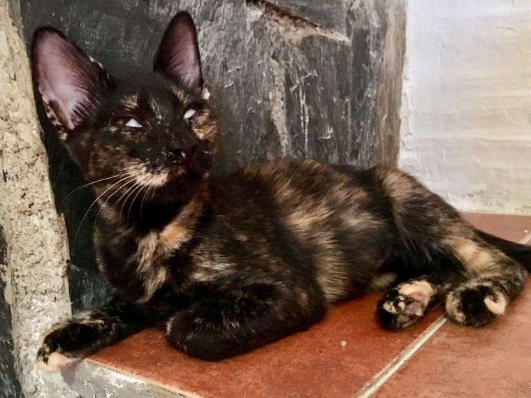 La Kharma pateix de la vista, però això no li ha impedit seguir sent molt juganera