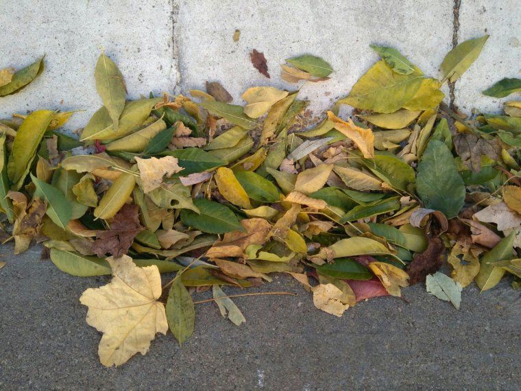 Fulles de tardor. Tots Sants Fulles de tardor. Tots Sants