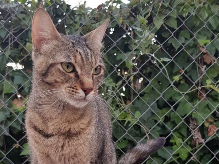 La 'reinona' busca casa