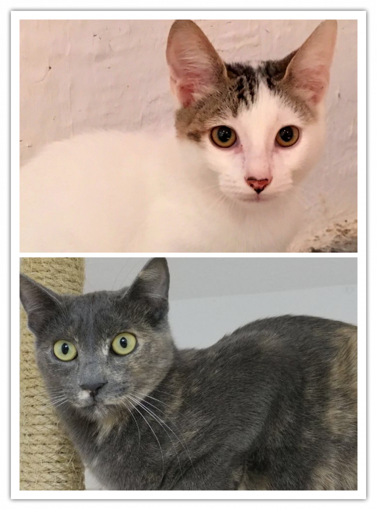 El Wiz, de color blanc, i la Cali, de gris, cerquen casa