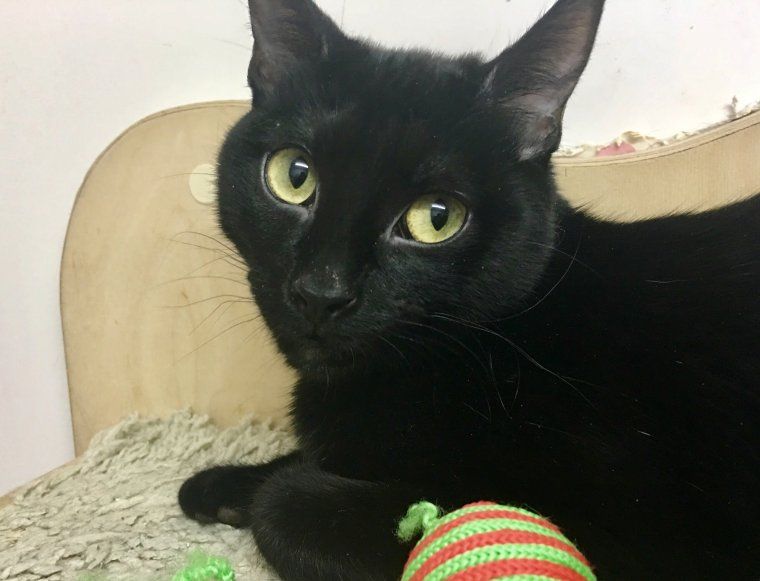 La Halley busca una llar per viure