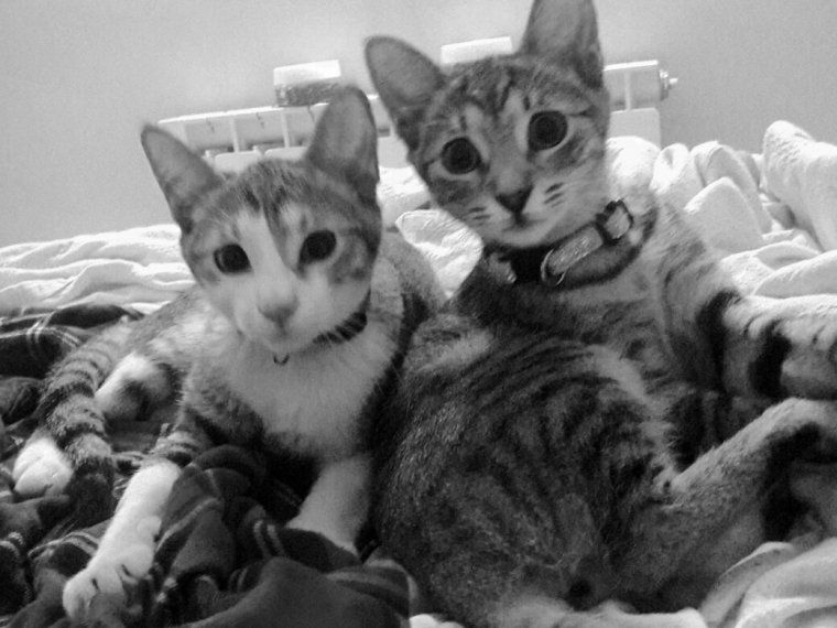 Shakira i Piqué, amb només 9 mesos, ja posen davant les càmeres