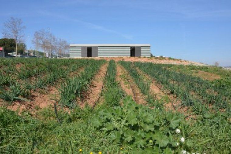 Els horts municipals ubicats a Cova Solera