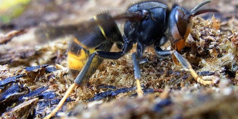 Vespa asiàtica Vespa asiàtica