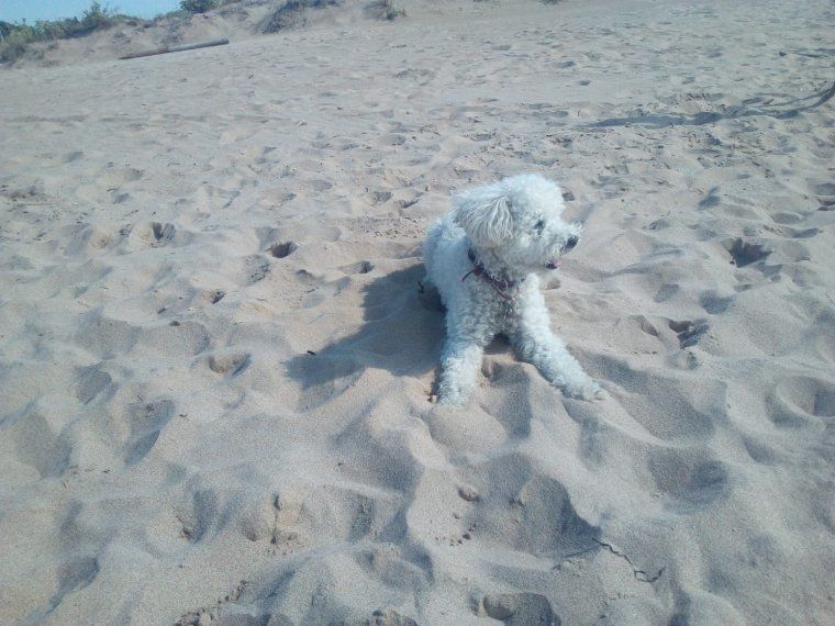 Platges a les que es pot anar amb les nostres mascotes