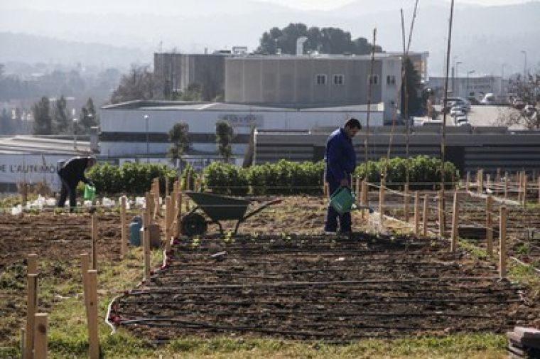Els horts municipals són operatius des de finals de desembre
