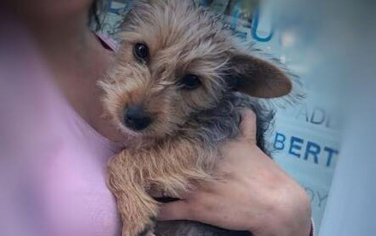 Cadell de Yorkshire perdut