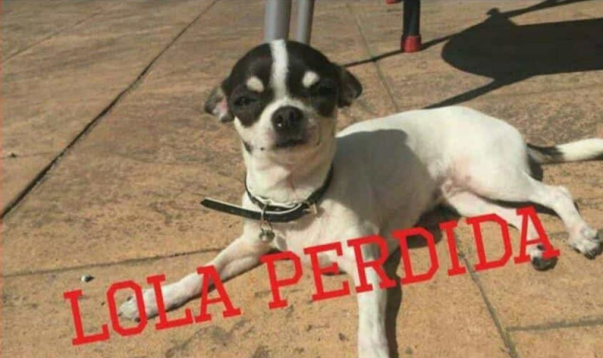 La gosseta Lola necessita medicació diària