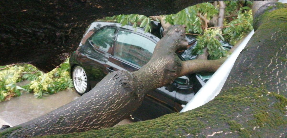 L'arbre caigut sobre el cotxe al carrer Cadmo de Rubí L'arbre caigut sobre el cotxe al carrer Cadmo de Rubí