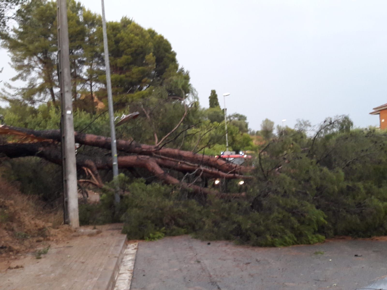 Imatge d'arxiu d'un arbre caigut a Rubí durant una tempesta. FOTO: Cedida