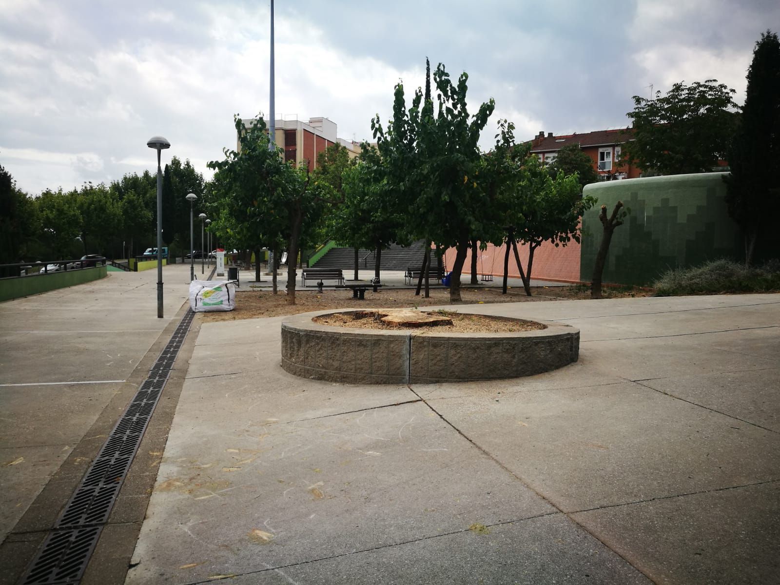 Imatge del pi talat a Can Fatjó Imatge del pi talat a Can Fatjó