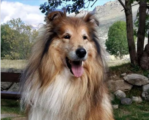 Leo perdut Leo perdut