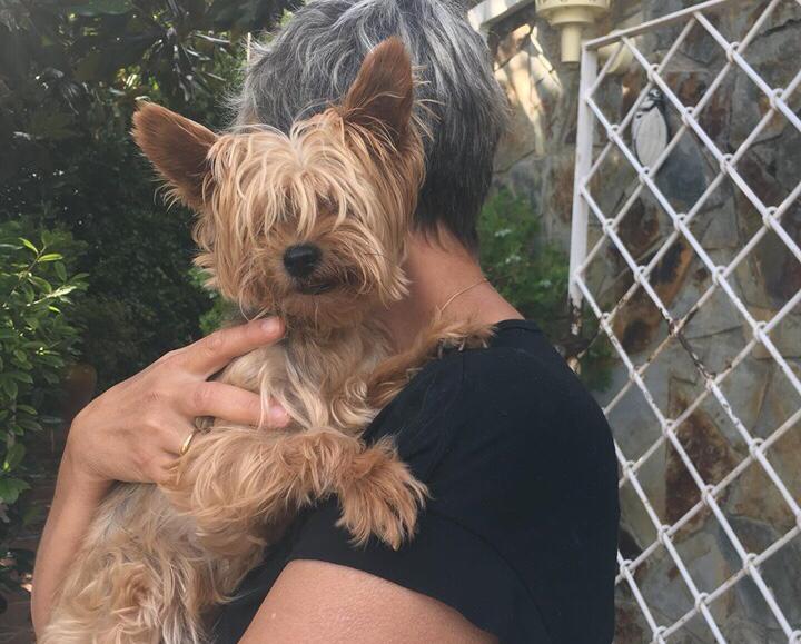 Yorkshire trobat al Camí Vell d'Ullastrell