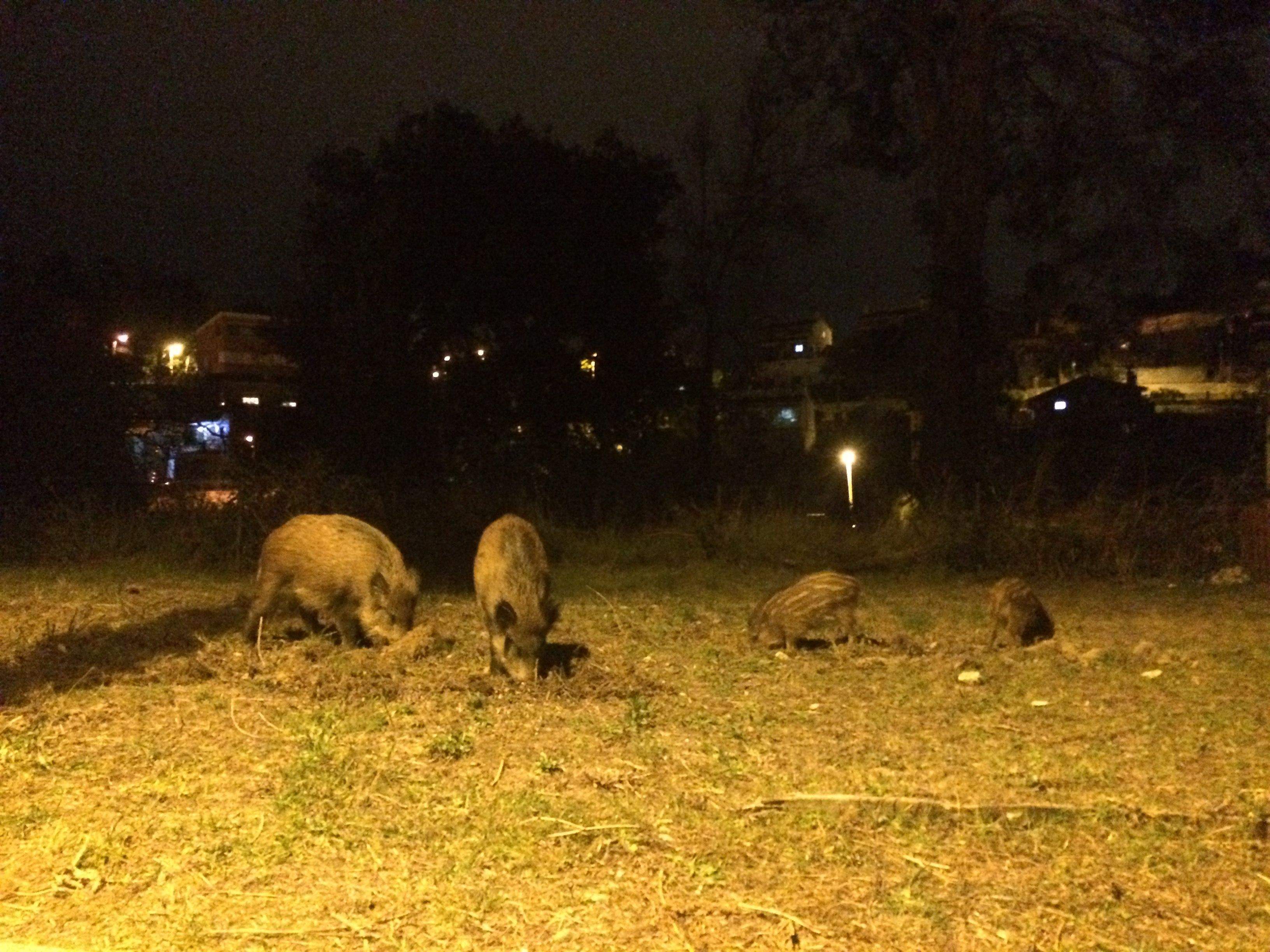 Família de senglars a Rubí per la nit. ARXIU