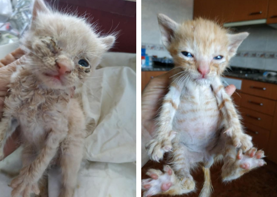 L'abans i el després d'un dels gats rescatats per la Mercedes