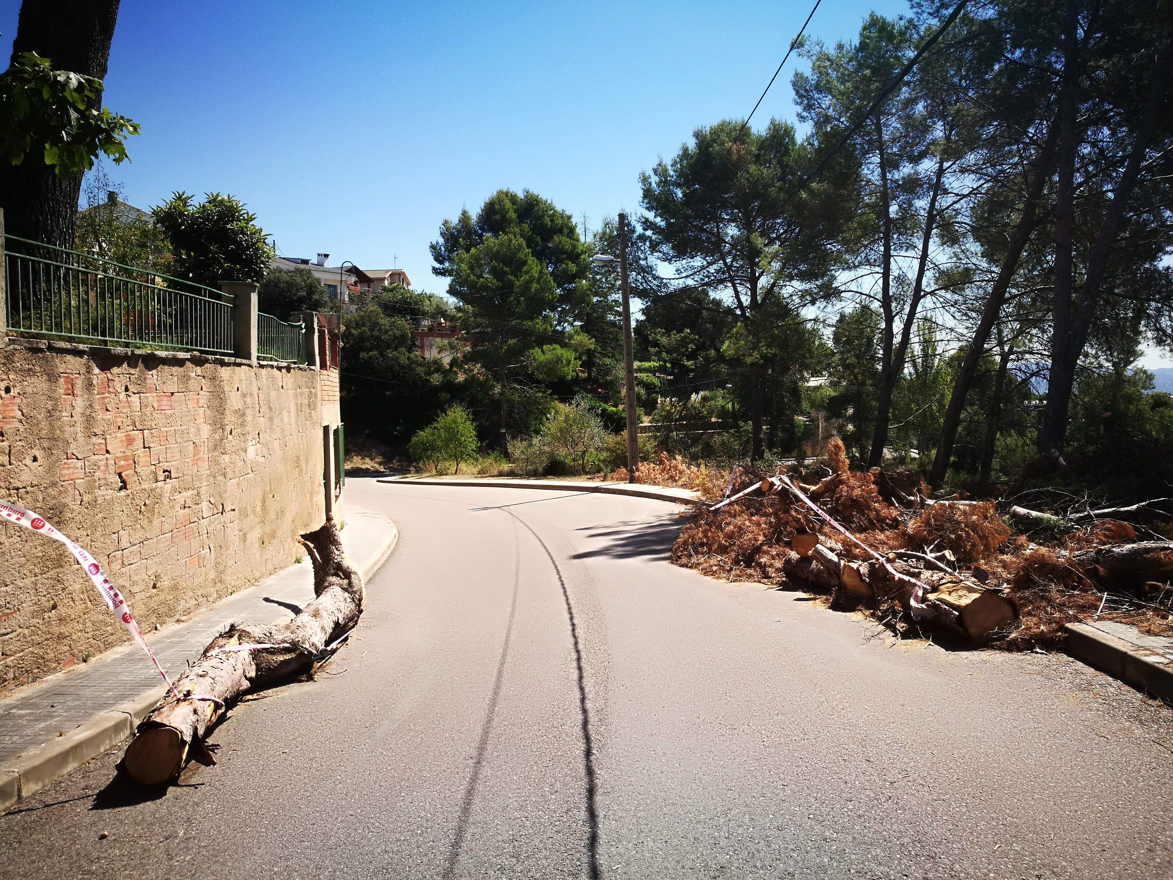 El tronc de l'arbre i les restes de la tala ocupen part de la calçada