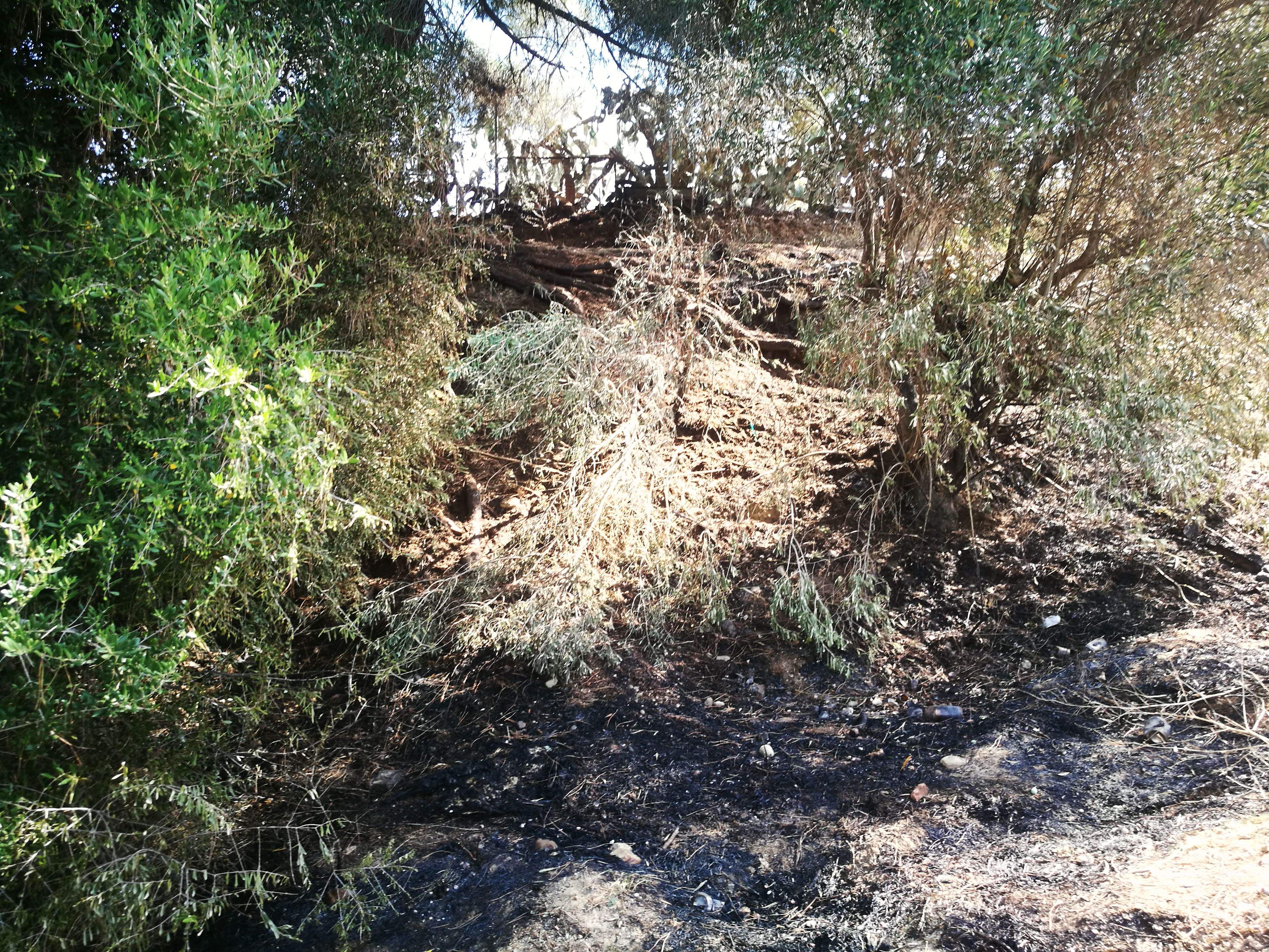 Restes dels matolls i pinassa cremats a Ca n'Oriol