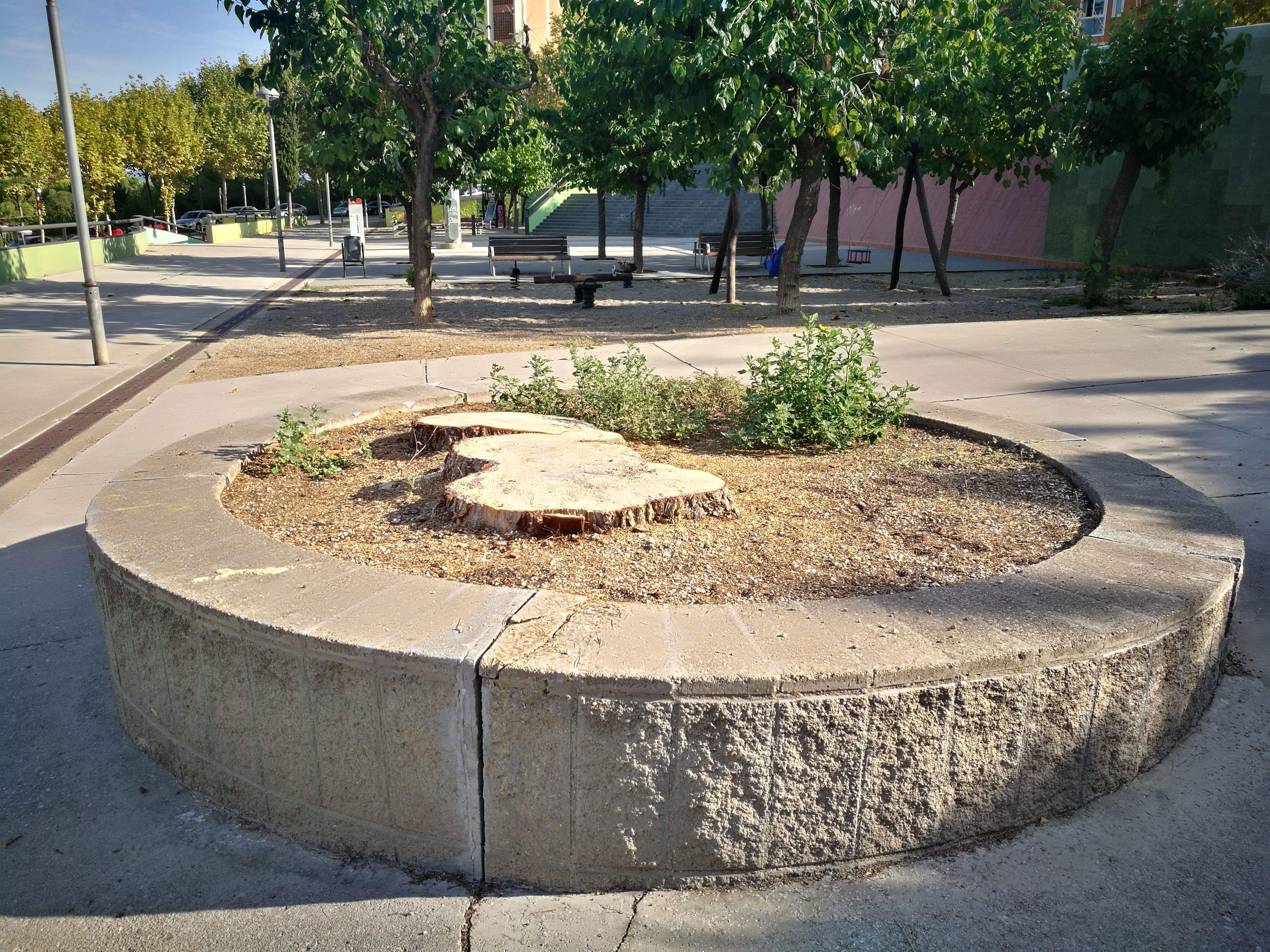 L'arbre talat de la plaça Nova de Can Fatjó L'arbre talat de la plaça Nova de Can Fatjó