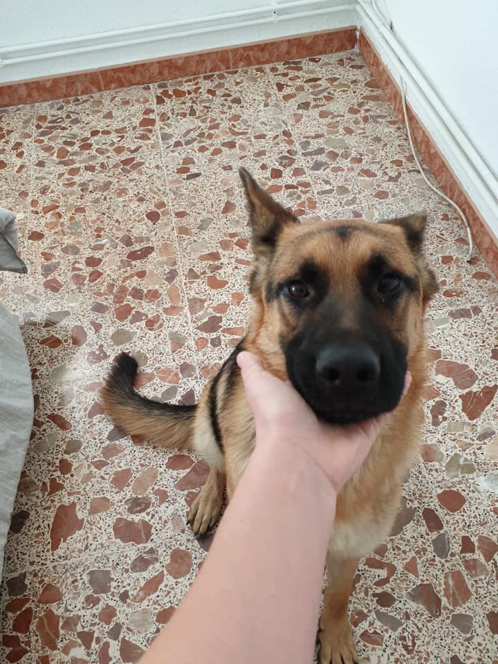 Ha estat recollida de la carretera la matinada d'ahir