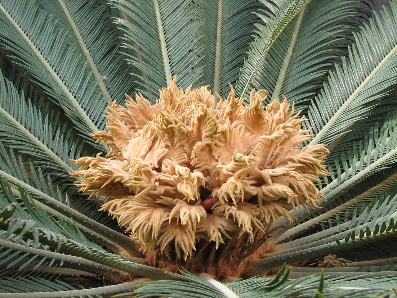 La ciques és una planta ornamental també coneguda com sago palm, falsa palmera o palmera petita. FOTO: Wikipedia La ciques és una planta ornamental també coneguda com sago palm, falsa palmera o palmera petita. FOTO: Wikipedia