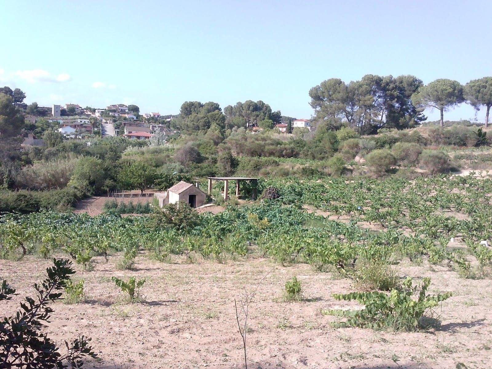 Vinya del Patilles, juny 2015. FOTO: Jordi Vilalta