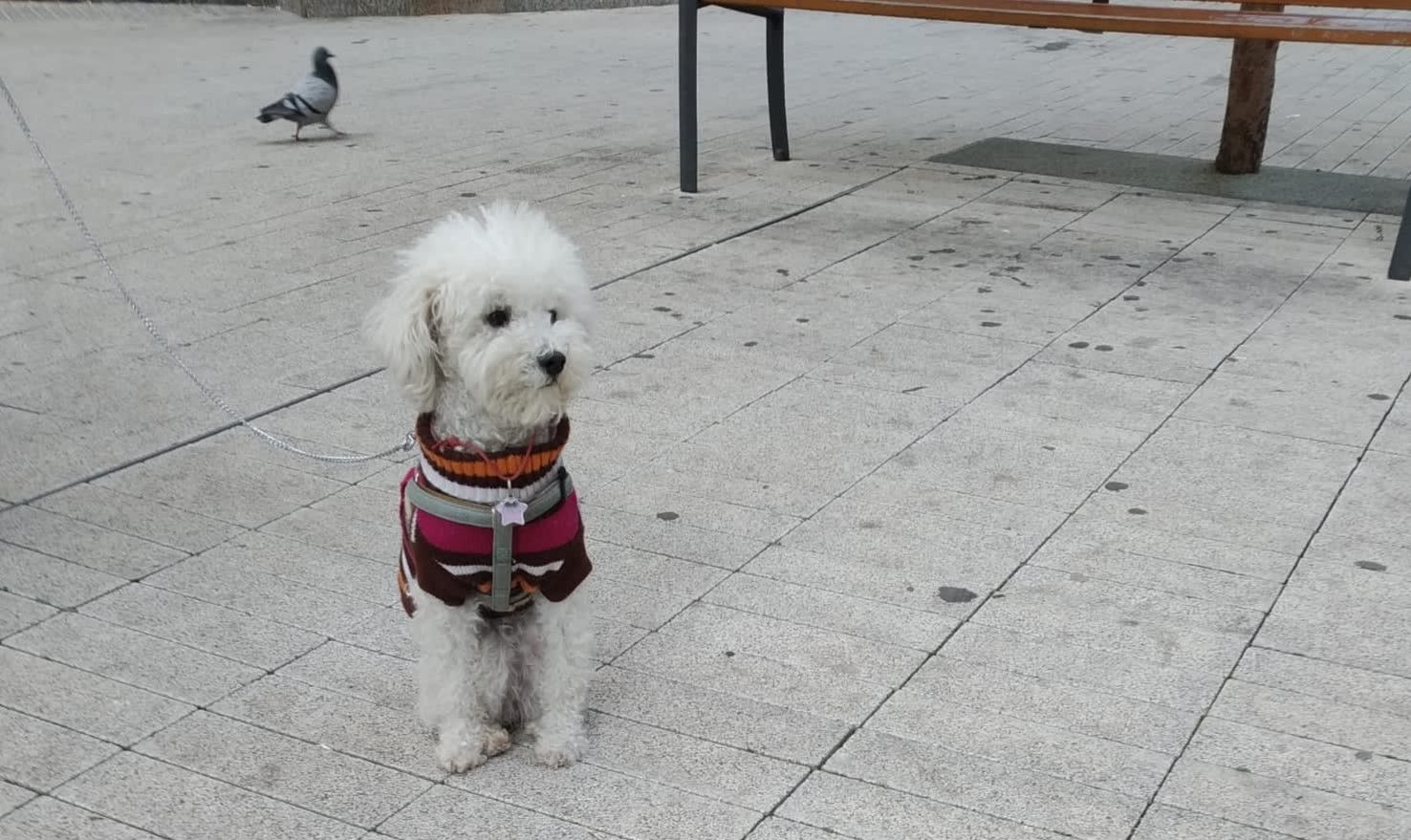 Si el teu gos és fredolic i ho tolera pots posar-li un abric o un impermeable per protegir-lo del fred o de la pluja. FOTO: NE