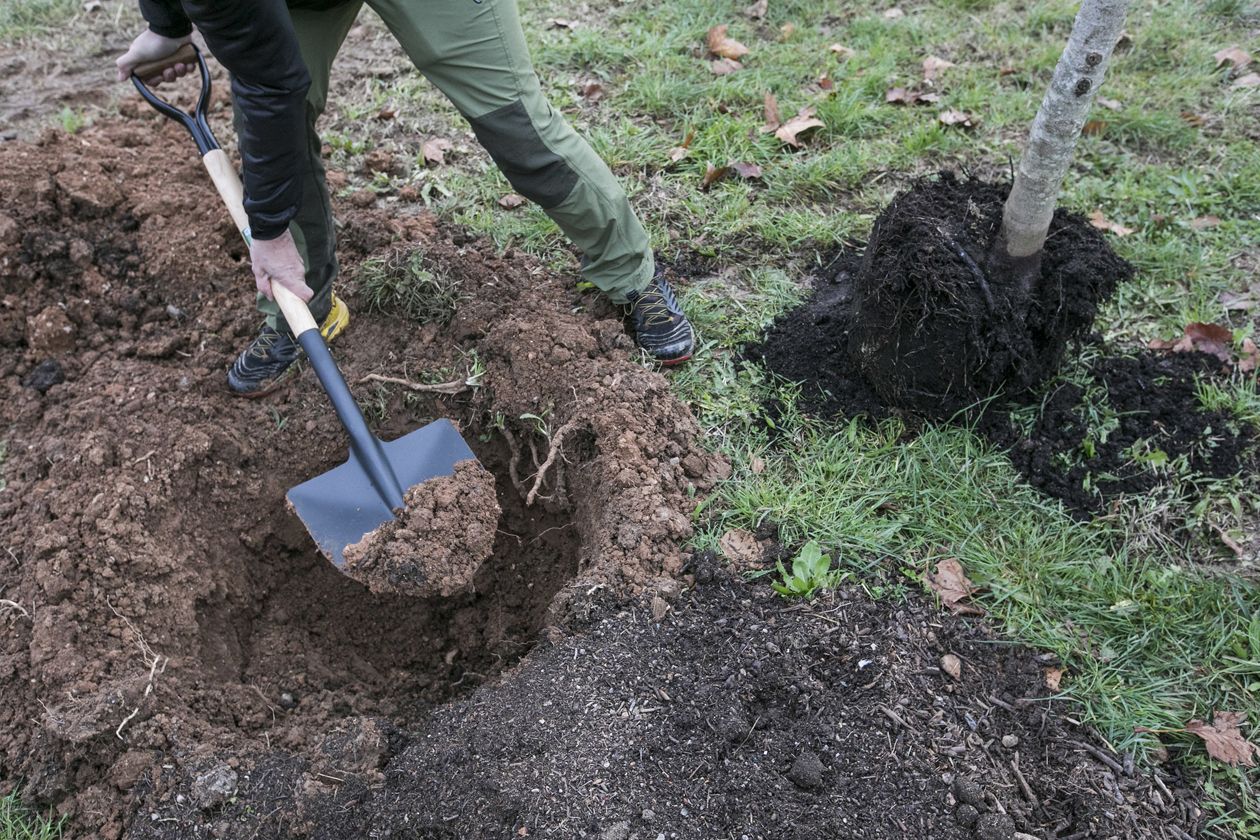 L’any passat, la plantada es va realitzar a Can Fatjó. FOTO: Ajuntament de Rubí – Localpres)