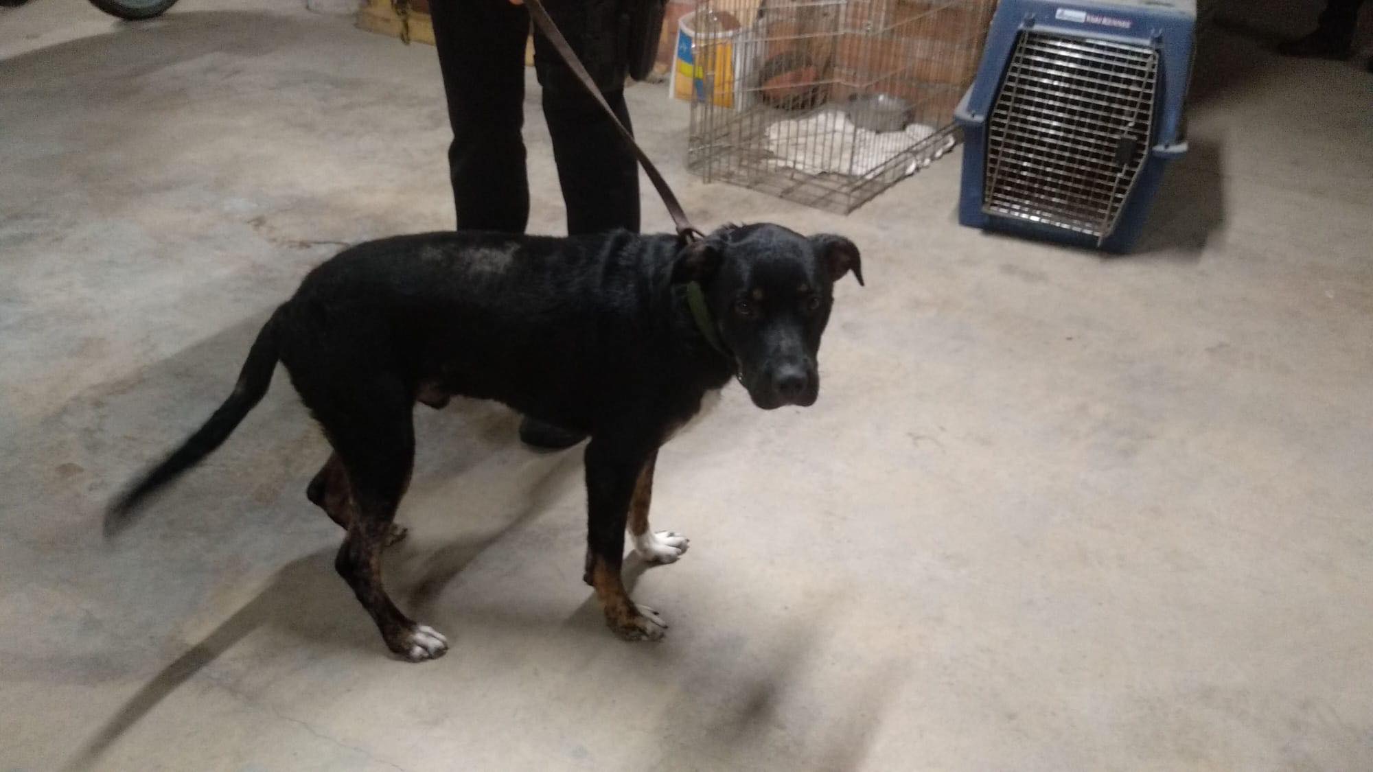 En Yeicob, un dels gossos abandonats aquest any que ha estat recollit per Sir Can. FOTO: Facebook de Sir Can
