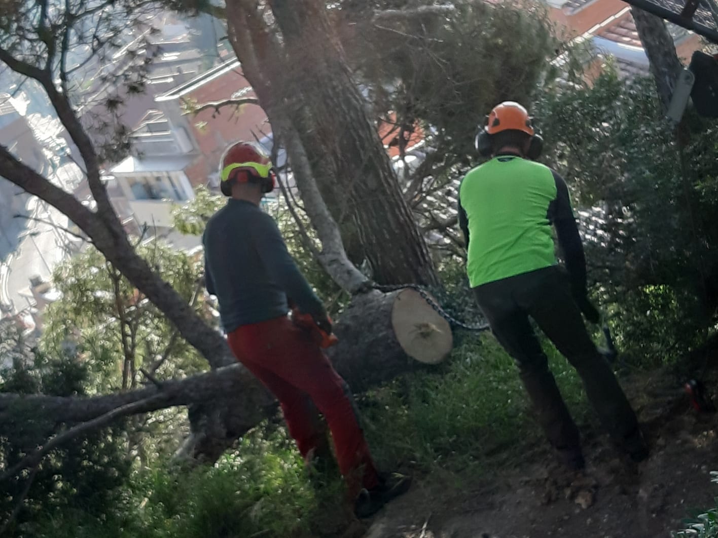 Tasques dels operaris per talar els arbres. FOTO: Cedida