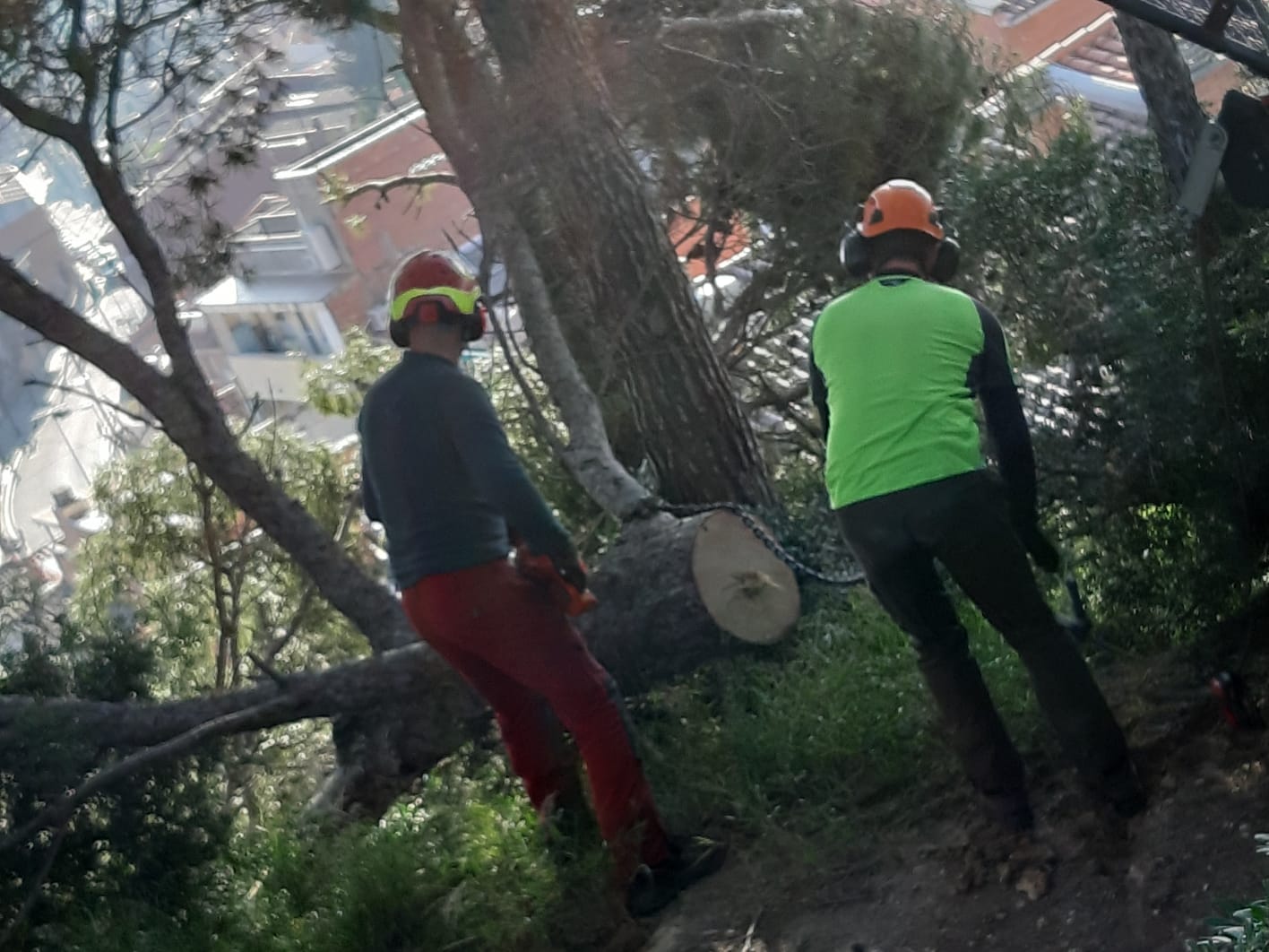 Tasques dels operaris per talar els arbres. FOTO: Cedida Tasques dels operaris per talar els arbres. FOTO: Cedida