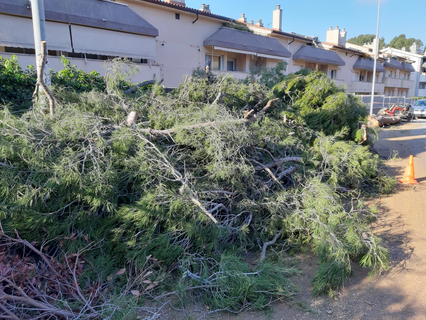 Les restes dels arbres talats. FOTO: Cedida